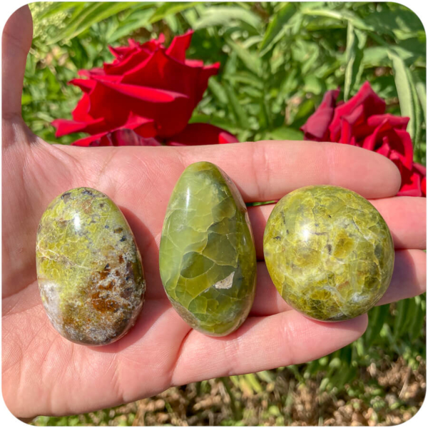 Palmă Opal Verde pentru O Nouă Perspectivă - imagine 8