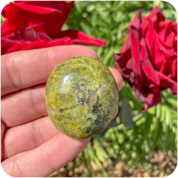 Palmă Opal Verde pentru O Nouă Perspectivă - imagine 7