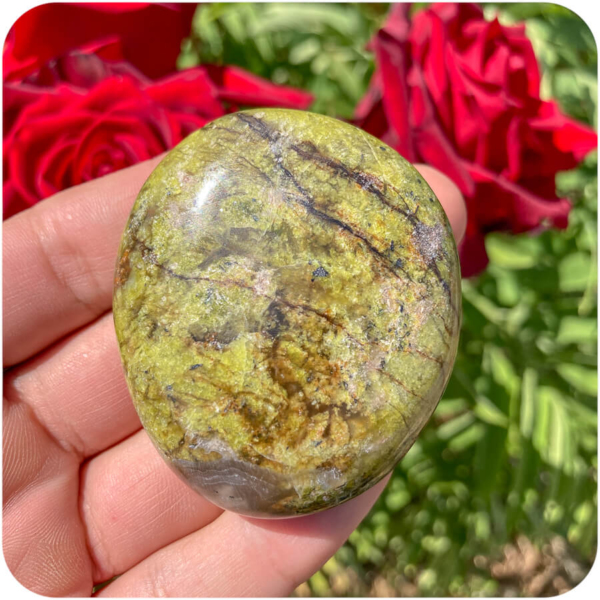 Palmă Opal Verde pentru O Nouă Perspectivă - imagine 5