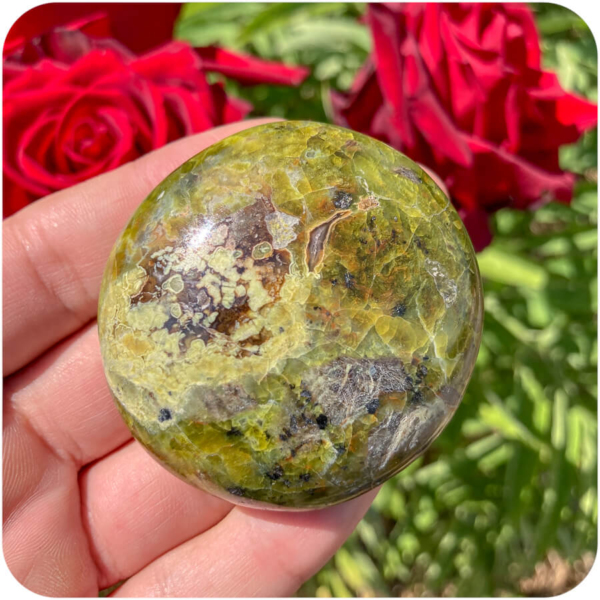 Palmă Opal Verde pentru O Nouă Perspectivă - imagine 4