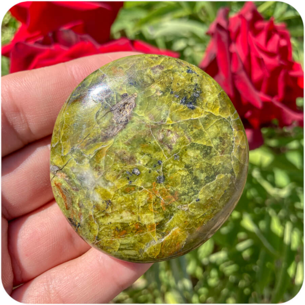 Palmă Opal Verde pentru O Nouă Perspectivă - imagine 3