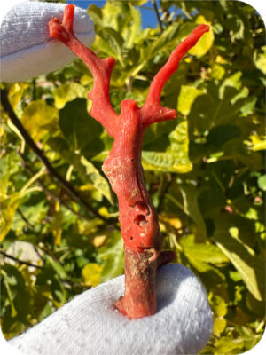Coral